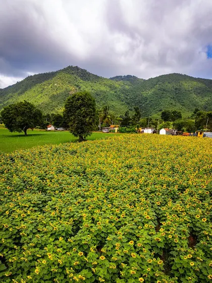 A sunflower field at the base of Gopalaswamy Betta. This view shows the vibrant agricultural landscape that surrounds the well-known hill temple.