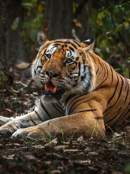 Known as the Hercules of Kanha, T46 relaxes on the forest floor. His impressive build is a testament to the rich prey base in the park and successful conservation efforts.