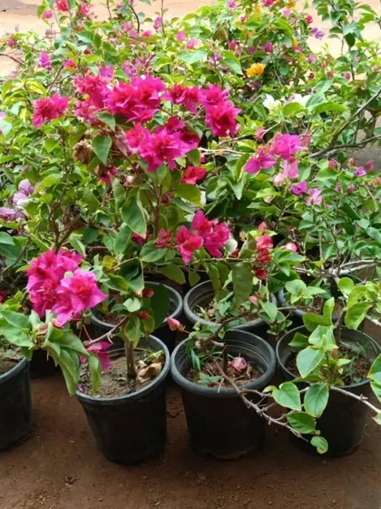 Pink Bougainvillea saplings at our nursery. They are hardy, love the Bangalore sun, and reward you with endless flowers.