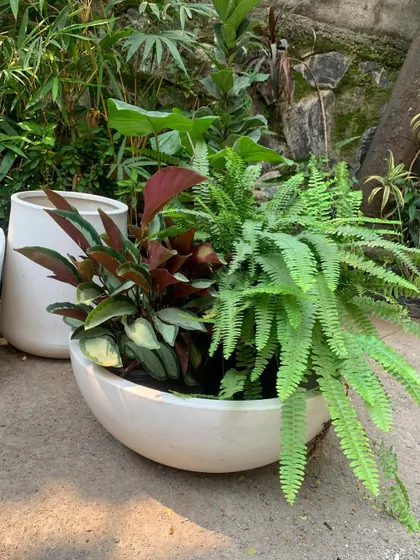 This large ceramic bowl is filled with a mix of evergreen tropical foliage, including a vibrant fern and a red-leafed Aglaonema. I design these lush bowl gardens to be beautiful from all angles, creating a dense, forest-like feel that works well as a floor planter or a statement piece.
