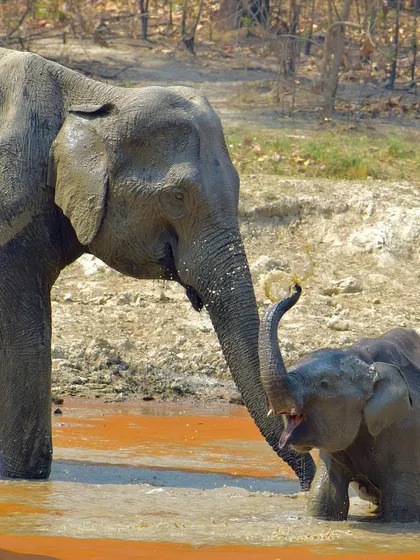 Another tender moment between mother and calf. My goal with wildlife photography is to show the emotional depth of animals.