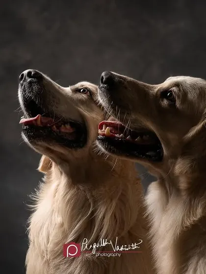 A creative composite of two Golden Retrievers, Oliver and Zephyr, looking towards the light. This shows how we can create unique compositions that tell a story of their bond.
