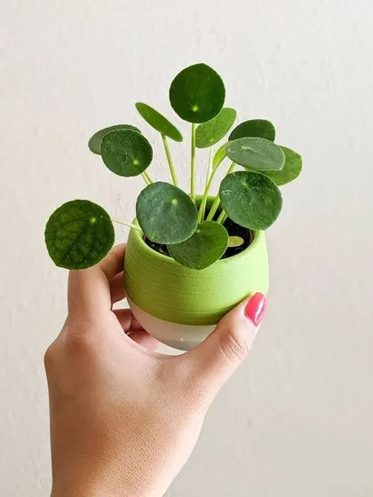 The adorable, coin-shaped leaves of the Pilea plant, also known as the Chinese Money Plant. It's a cheerful and easy-to-propagate plant that makes a great gift.