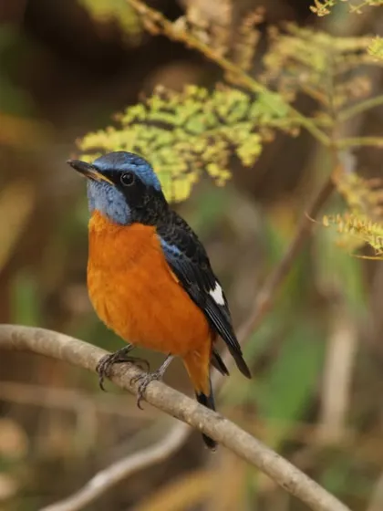 The Blue-Capped Rock Thrush adds a splash of vibrant color to the landscape. Keep your eyes peeled for this stunning bird during your nature walk.