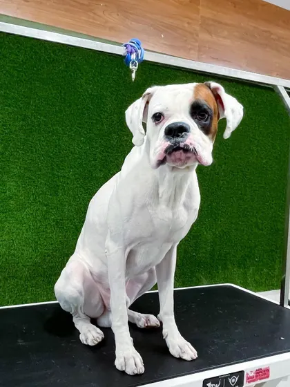 This white Boxer with a distinctive eye patch is looking dapper after his grooming session. Even short-haired dogs benefit greatly from a professional bath and brush.