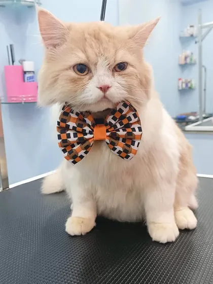 Ovi the Persian, looking regal and posing perfectly for the camera.