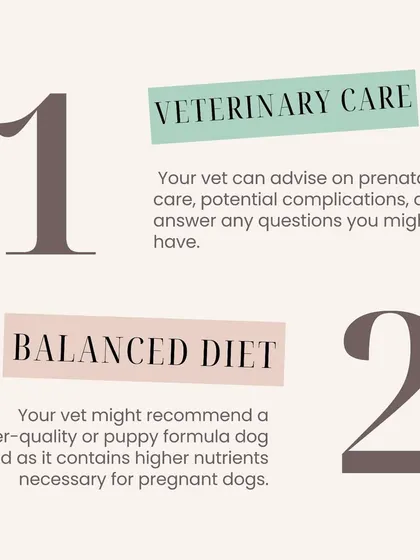 Is your dog pregnant? The first step is veterinary care for a prenatal plan, followed by ensuring she has a balanced, nutrient-rich diet.