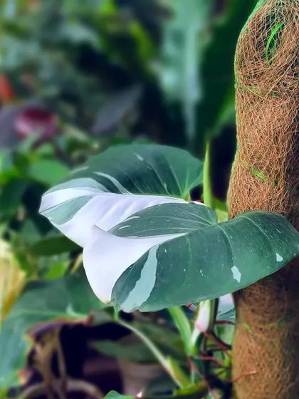 A beautiful White Knight Philodendron climbing its moss pole. Providing support like this encourages larger leaves and healthier growth for climbing varieties.