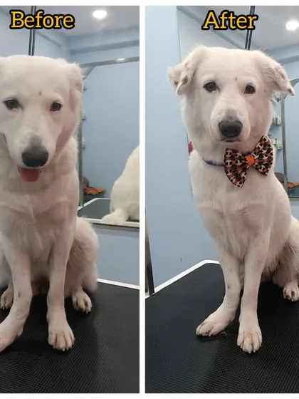 My own girl, Aby, before and after her spa day. Even with a shorter coat, regular grooming is essential to remove dirt, dead hair, and keep her skin in top condition. She goes from a happy dog to an even happier, fresher dog.