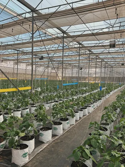 Another angle of our expansive greenhouse, showcasing the scale of our protected cultivation operations and the healthy growth of our plants.