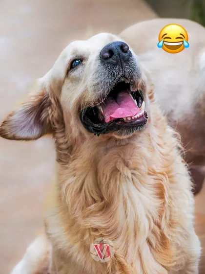 A golden retriever with a laughing emoji. This dog's joyful, open-mouthed expression is infectious.
