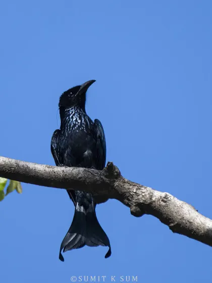 A Hair-crested Drongo, distinguished by the long, hair-like feathers on its crest and its unique flared tail. A lifer for me near Rajaji Tiger Reserve.