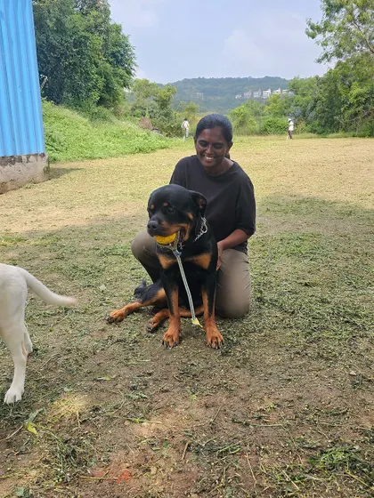 During my dog trainer internship, I had the opportunity to work with dogs of all breeds, like this lovely Rottweiler.