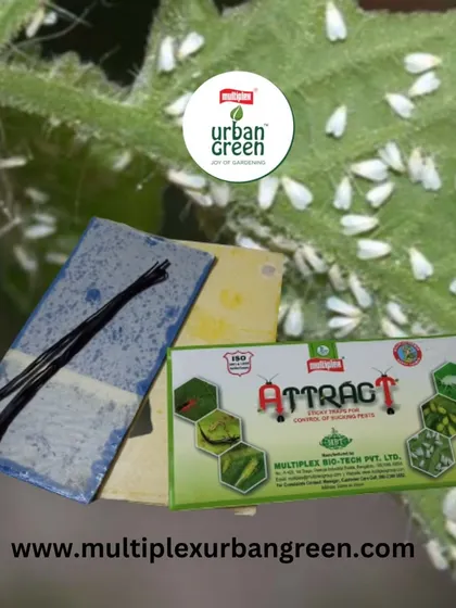 Our Attract Yellow Sticky Traps are a simple and effective tool for managing flying pests like whiteflies and aphids. The bright yellow color lures them in, trapping them on the non-toxic adhesive surface and keeping your plants safe.