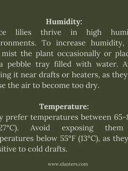 Peace Lily Care Part 2: Humidity and Temperature. These plants love high humidity, so misting them helps. Keep them in a warm spot away from cold drafts or heaters.