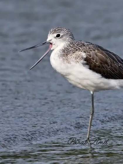 A Common Greenshank lets out a wide yawn at dawn on the Goan mudflats. This is a moment of awakening, a behavior that adds personality and a story to the photograph.