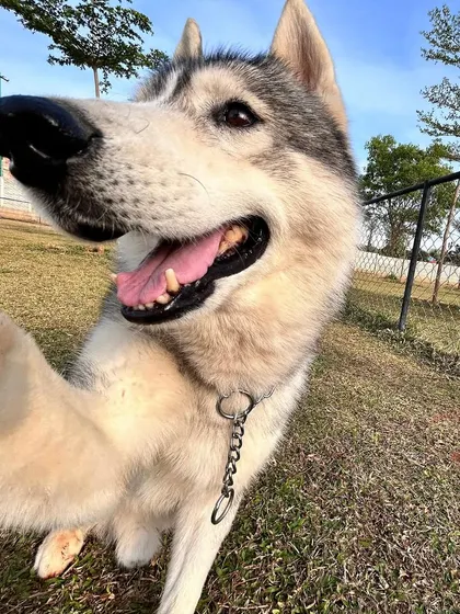 Tyga the husky showing off his best side for the camera. Our campers are natural stars.