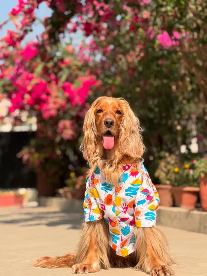Posto's Holi outfit from Wrap in Fur, looking bright and festive against a backdrop of bougainvillea.
