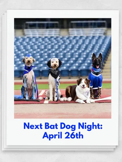 The whole bat dog crew ready for game night. These dogs have worked hard to be able to handle this level of excitement and distraction.