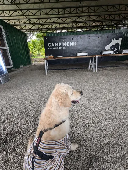 Buddy at Camp Monk in Bannerghatta. After being abandoned and malnourished, he has made a full recovery thanks to his foster. His medical checks are all clear and he's ready for his forever home.