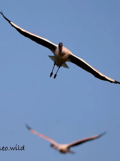There's nothing quite like the thrill of a bird in flight coming straight towards you. This flamingo, with its wings spread wide against the blue sky, showcases the power and elegance of these birds on the move.