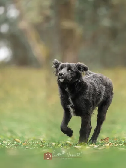 And third, he breaks into a run! Capturing this sequence tells a fun little story of a puppy's energy.