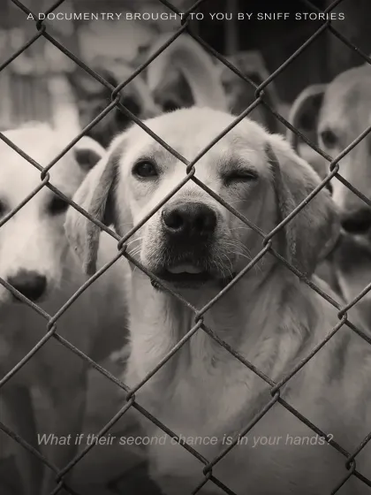 "What if their second chance is in your hands?" This powerful image of a winking dog behind a fence serves as a poster for our documentary, asking a question we hope inspires action and adoption.