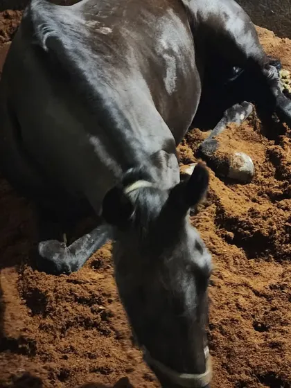 A top-down view showing just how comfortable our horses are in their stables. Proper rest is crucial for their well-being.
