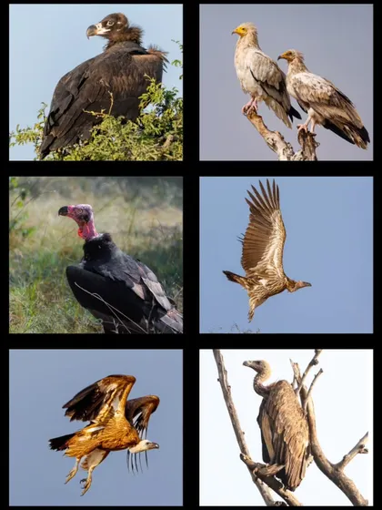 A collage showcasing six of the nine vulture species found in India, including the Cinereous, Egyptian, and Red-headed Vulture. These birds are nature's essential cleanup crew.