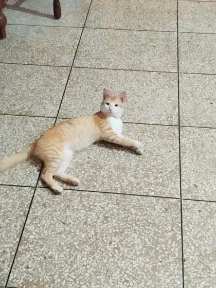 This is Tingmo, relaxing on the floor. He is a healthy and friendly cat looking for a forever home in Delhi or NCR.