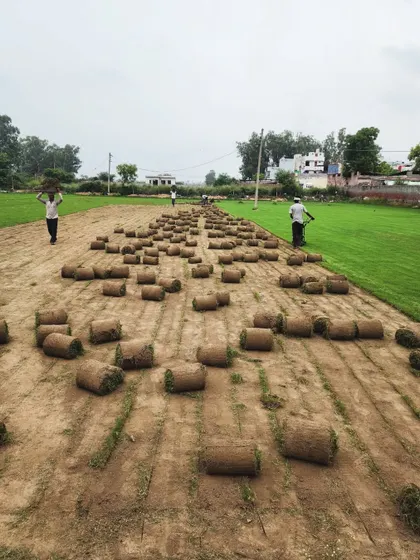 An expansive view of our harvesting operations. Our team works across the field to quickly and efficiently prepare turf for delivery.