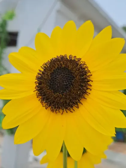 A perfect, round sunflower against the sky.