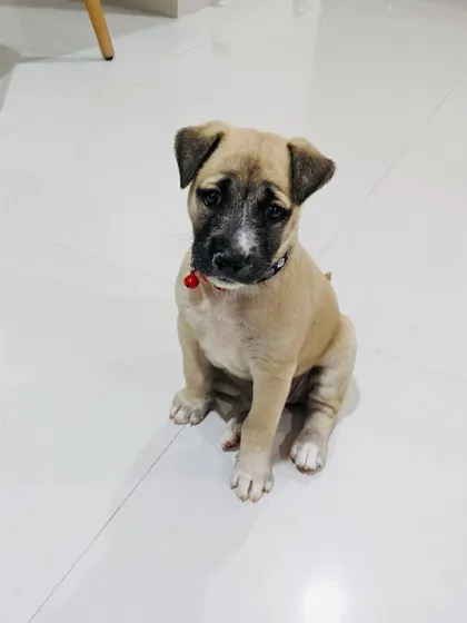 UPDATE: ADOPTED. A sweet portrait of Flora the Indie pup before she went to her forever home.