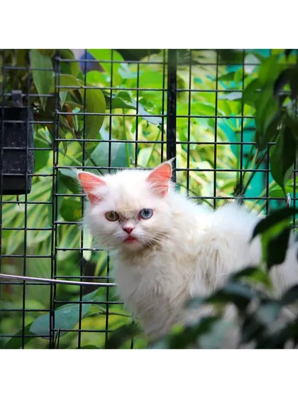 A stunning white cat with different colored eyes, a condition called heterochromia, peeks through the secure mesh of the catio. Safety is our top priority.