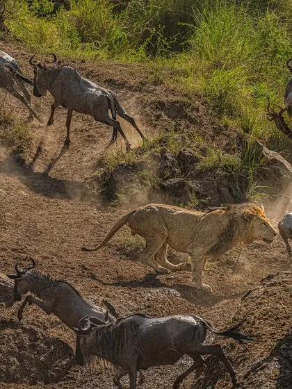 Capturing the Great Migration is about freezing chaos into a story of survival. Here, a lion charges into a herd of wildebeest, and every element tells a tale of instinct and power. My Sony Alpha 1, shooting at 30 fps, allowed me to stop time, capturing the flying hooves and dust, turning a split-second event into a timeless narrative.