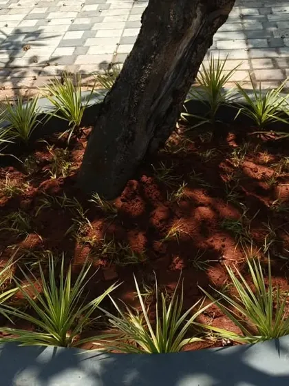 Pandanus plants, with their unique spiral leaves, are planted around the base of a tree. They add a tropical feel to the garden.