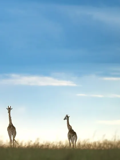 A study in form and space. The simple, elegant silhouettes of the giraffes create a modern and sophisticated piece of art.
