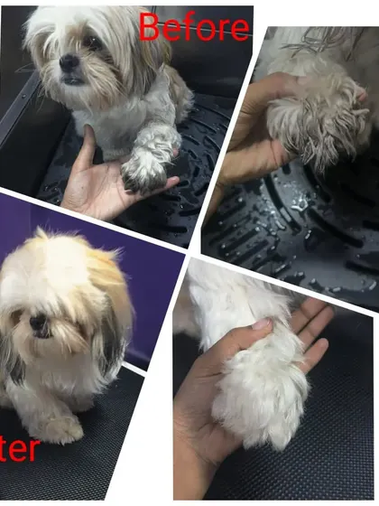 Look at the difference in the paws. We make sure to clean and trim them for your pet's comfort and hygiene.