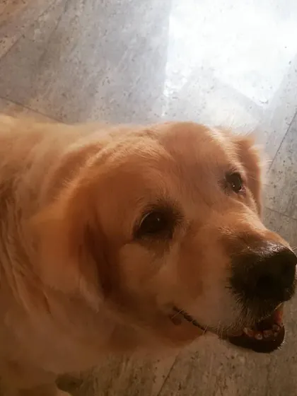 The gentle, trusting eyes of a senior dog. My approach to senior care focuses on maintaining their quality of life through tailored nutrition, appropriate exercise, and a deep understanding of their changing needs.