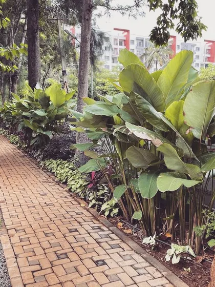 A winding brick pathway meanders through a densely planted section of the farmhouse property. Lined with tall trees and large-leaf tropical plants, this walkway creates an immersive experience of walking through a private woodland.