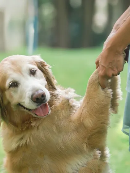 A close up shot of a golden retriever offering a paw shake, symbolizing the gentle trust between a pet and their person.