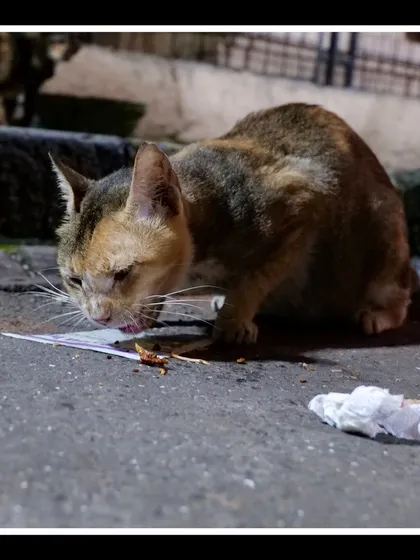 This cat is focused on eating from a piece of paper on the pavement, a common sight for stray animals in the city.