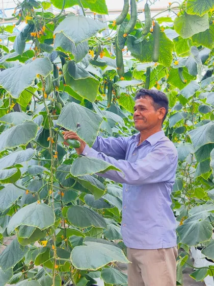 One of our dedicated farmers harvesting crisp English cucumbers in the greenhouse. His careful work ensures that only the best produce is selected for our customers.