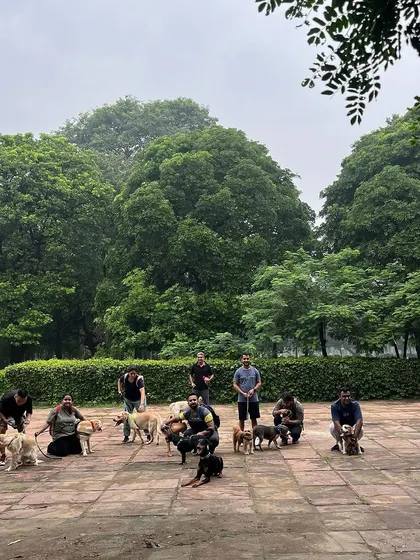 The whole gang together. A group photo from one of our recent pack walks, capturing the spirit of our amazing community.