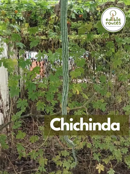 Chichinda, or snake gourd, hanging from a vine. This is one of the many interesting and nutritious gourds we grow for our weekly vegetable baskets.