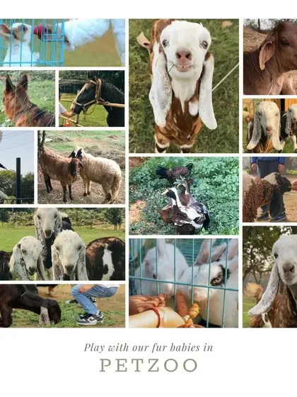 A collage of our beloved "fur babies" at the pet zoo, including goats, sheep, horses, rabbits, and ducks.