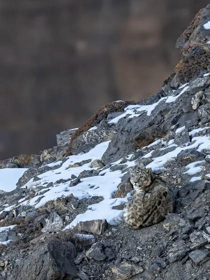 This is what my Spiti expedition is all about: tracking the ghost of the mountains. Spotting this snow leopard against the harsh, frozen landscape after days of searching in -20°C weather is a feeling you never forget. This is a trip for the truly dedicated adventurer.