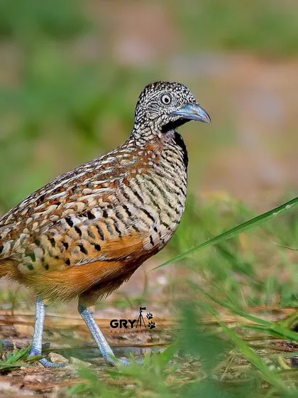 A Barred Buttonquail cautiously steps through the grass. Unlike true quails, the females of this species are more brightly colored and polyandrous.