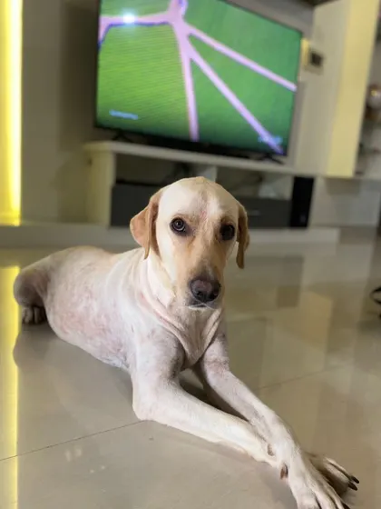 ADOPTED! Maya, a 6-8 month old Labrador, was abandoned twice before she came to us. We are so happy to announce she has found a stable, loving home that will never let her down.