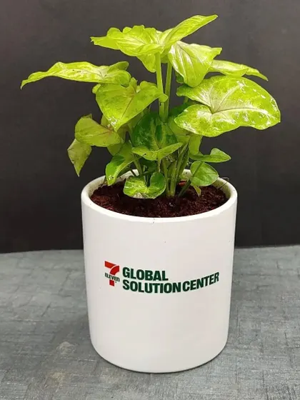 A single Syngonium plant in a branded white pot. This easy care arrowhead plant is an excellent choice for brightening up an office desk.